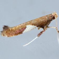 Caloptilia sp.