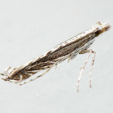 [Ornixolinae - No Genus] quinquistrigella