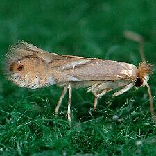 Phyllonorycter aeriferella