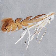 Phyllonorycter argentinotella