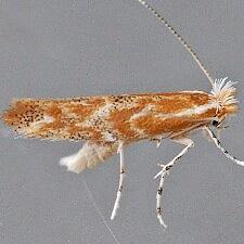 Phyllonorycter celtifoliella