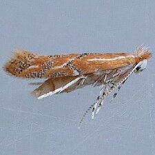 Phyllonorycter celtifoliella