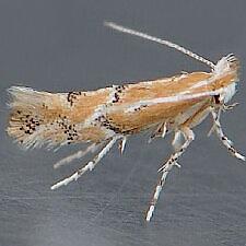 Phyllonorycter celtisella