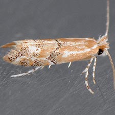 Phyllonorycter celtisella