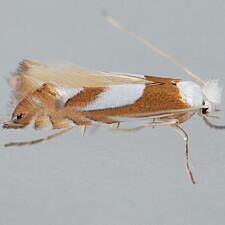 Phyllonorycter fitchella