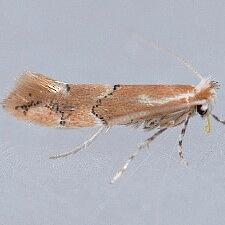 Phyllonorycter sp.