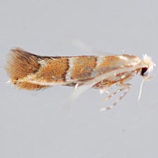 Cameraria aceriella