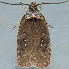 Agonopterix clemensella