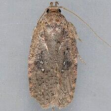 Agonopterix canadensis