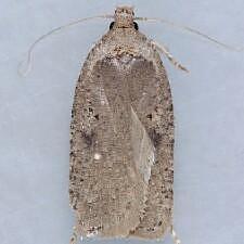 Agonopterix argillacea