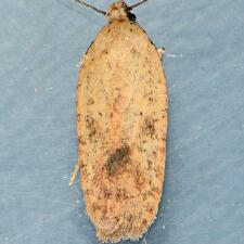 Agonopterix posticella