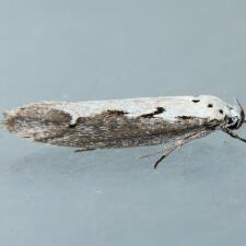 Ethmia arctostaphylella