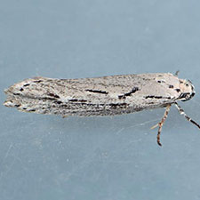 Ethmia discostrigella