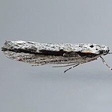 Ethmia macelhosiella