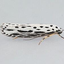 Ethmia zelleriella