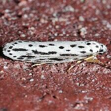 Ethmia zelleriella