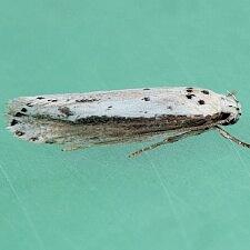 Ethmia mirusella