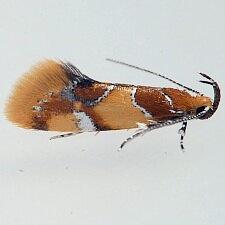 Callima argenticinctella