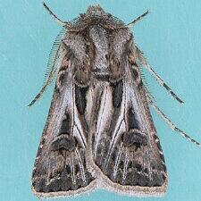 Agrotis gladiaria