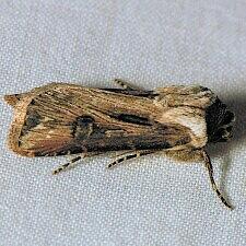 Agrotis venerabilis