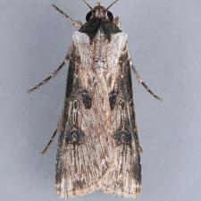 Agrotis malefida