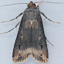 Agrotis ipsilon