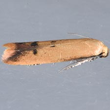 Tachystola hemisema