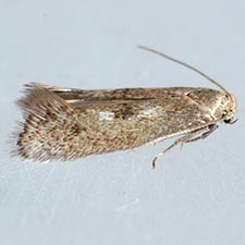 Perittia cygnodiella