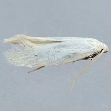 Elachista epimicta