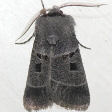 Agnorisma bollii