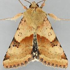 Heliothis phloxiphaga