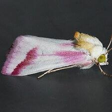 Schinia gaurae