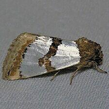 Schinia chrysellus