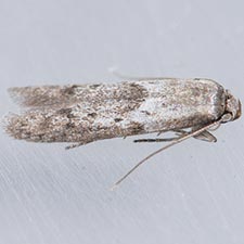 Hypatopa punctiferella