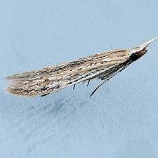 Coleophora lineapulvella