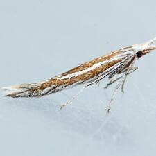 Coleophora nigrostriata