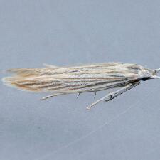 Coleophora cratipennella