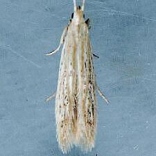 Coleophora fagicorticella