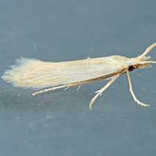 Coleophora parthenica