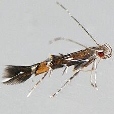 Cosmopterix pulchrimella