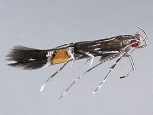 Cosmopterix pulchrimella