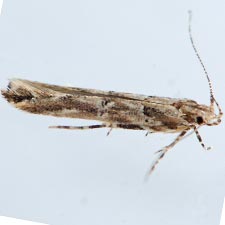 Anatrachyntis rileyi