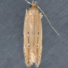 Limnaecia phragmitella