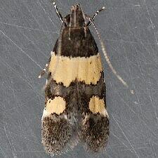 Triclonella determinatella