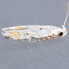 Coleotechnites eryngiella