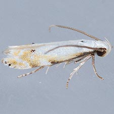 Coleotechnites variiella