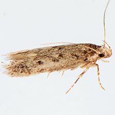 Bryotropha hodgesi