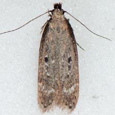 Gelechia albisparsella