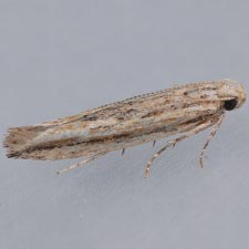 Symmetrischema striatella