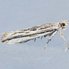 Symmetrischema striatella